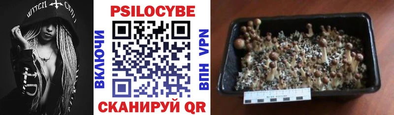 цена наркотик  Ялуторовск  Псилоцибиновые грибы Psilocybe 